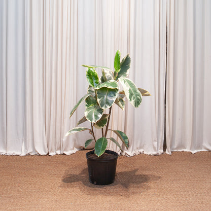 Tineke Rubber Bush: Ficus elastica - 10 inch pot - 2-3 foot tall