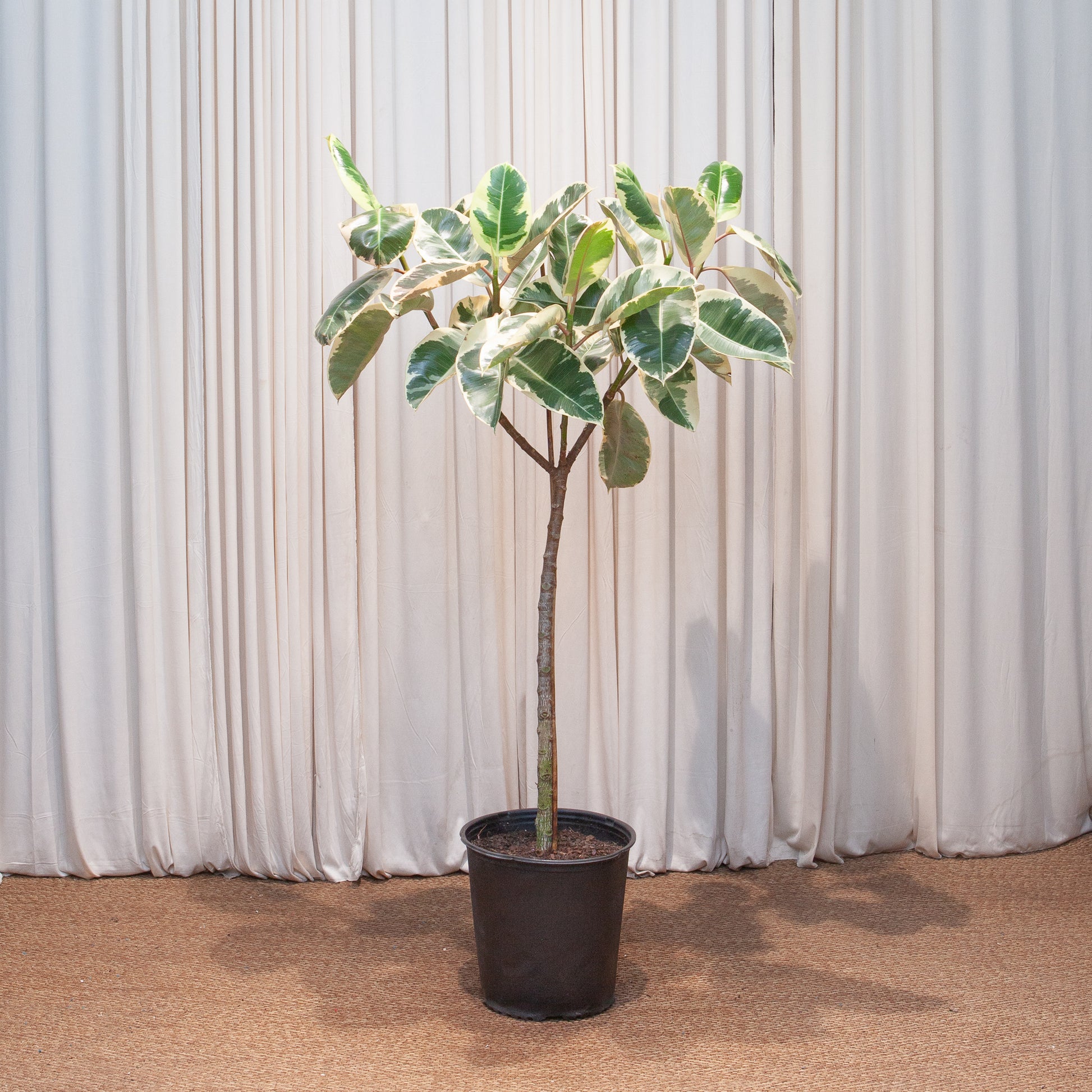 rubber tree in pot Tineke Ficus Rubber Tree - 12" Pot