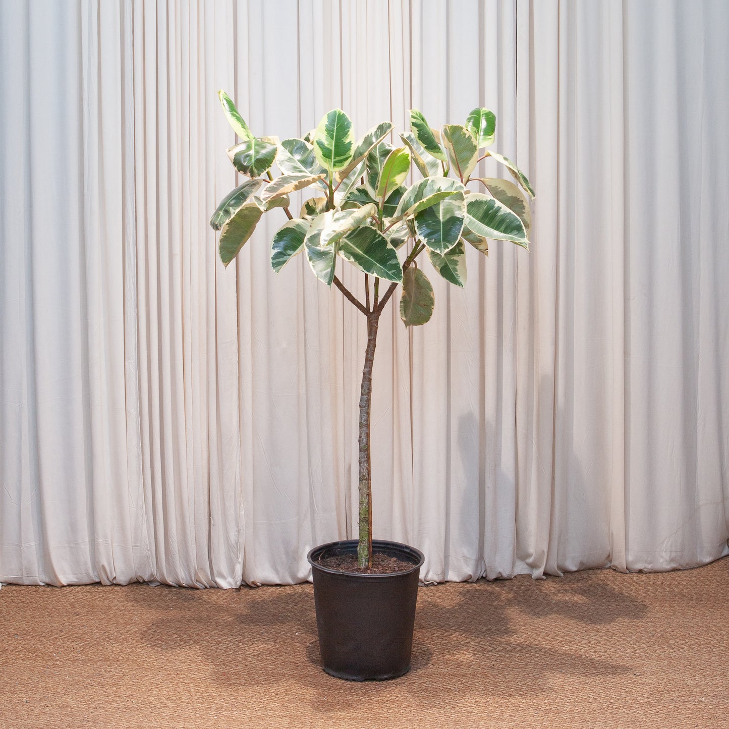 Tineke Rubber Tree: Ficus elastica - 12 inch pot - 5 foot tall