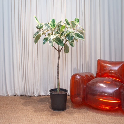 Tineke Rubber Tree: Ficus elastica - 12 inch pot - 5 foot tall