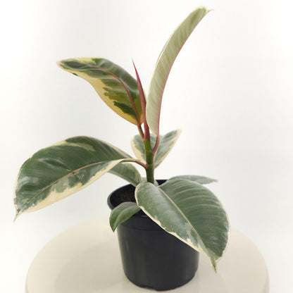 Tineke Rubber Plant: Ficus elastica - 4 inch pot