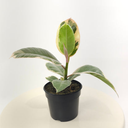 Tineke Rubber Plant: Ficus elastica - 5 inch pot