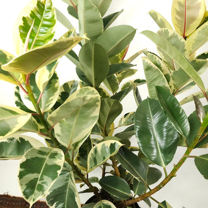 Tineke Rubber Bush: Ficus elastica - 14 inch pot - 3-6 foot tall