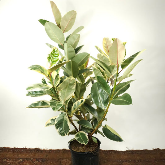 Tineke Rubber Bush: Ficus elastica - 14 inch pot - 3-6 foot tall