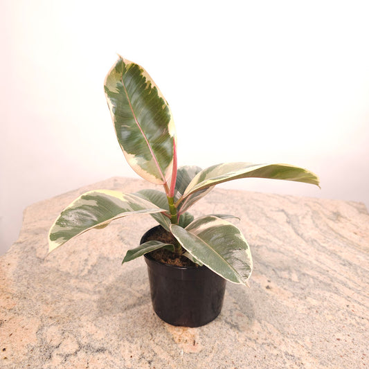 Tineke Rubber Plant: Ficus elastica - 4 inch pot