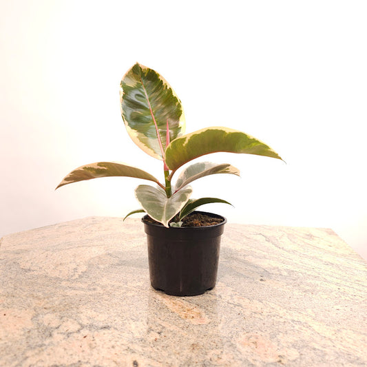 Tineke Rubber Plant: Ficus elastica - 5 inch pot