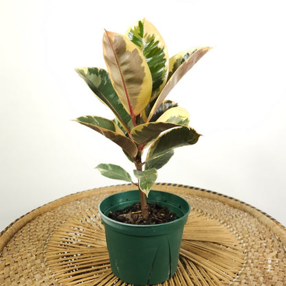 Tineke Rubber Plant: Ficus elastica - 6 inch pot