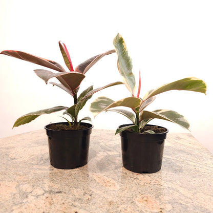 Tineke Rubber Plant: Ficus elastica - 5 inch pot