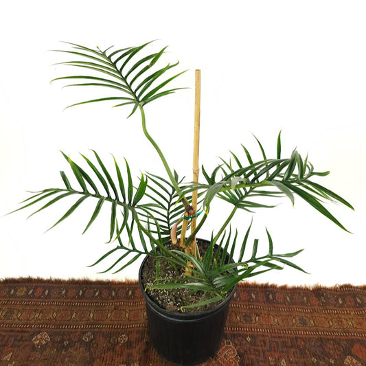 Tortum: Philodendron bipinattifidum - 10 inch pot