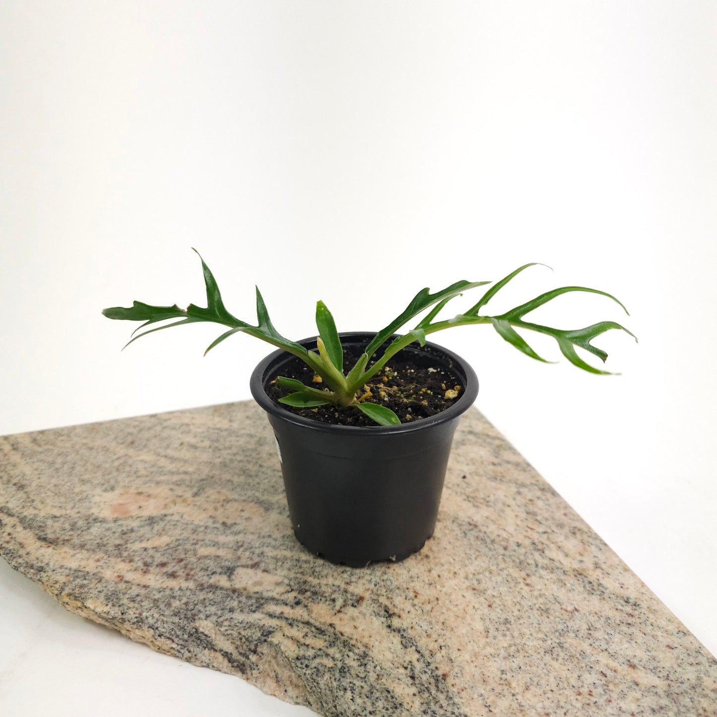 Tortum: Philodendron bipinattifidum - 4 inch pot