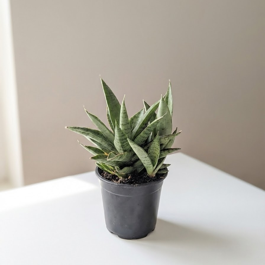 Tough Lady Snake Plant: Sansevieria in 4 inch pot — indoor plant — for sale by Promise Supply for delivery and pickup in Toronto.