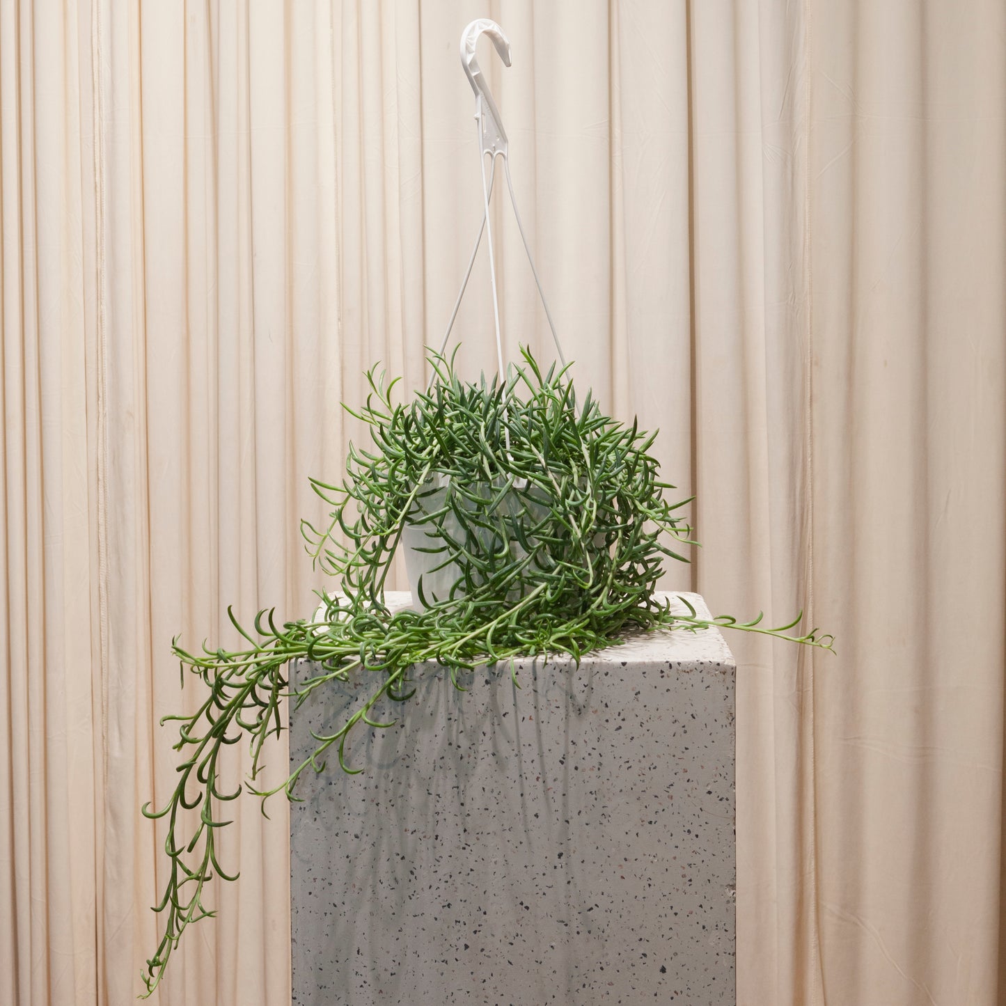 Fish Hook: Senecio - 8 inch hanging basket