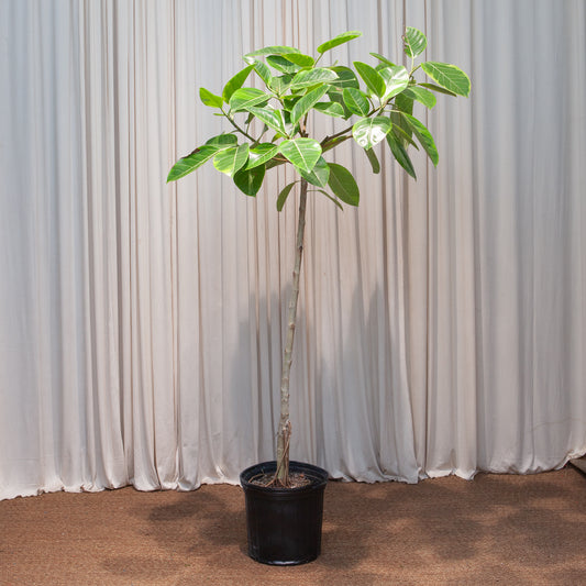 Yellow Gem Fig Tree: Ficus altissima - 12 inch pot - 5-6 foot tall