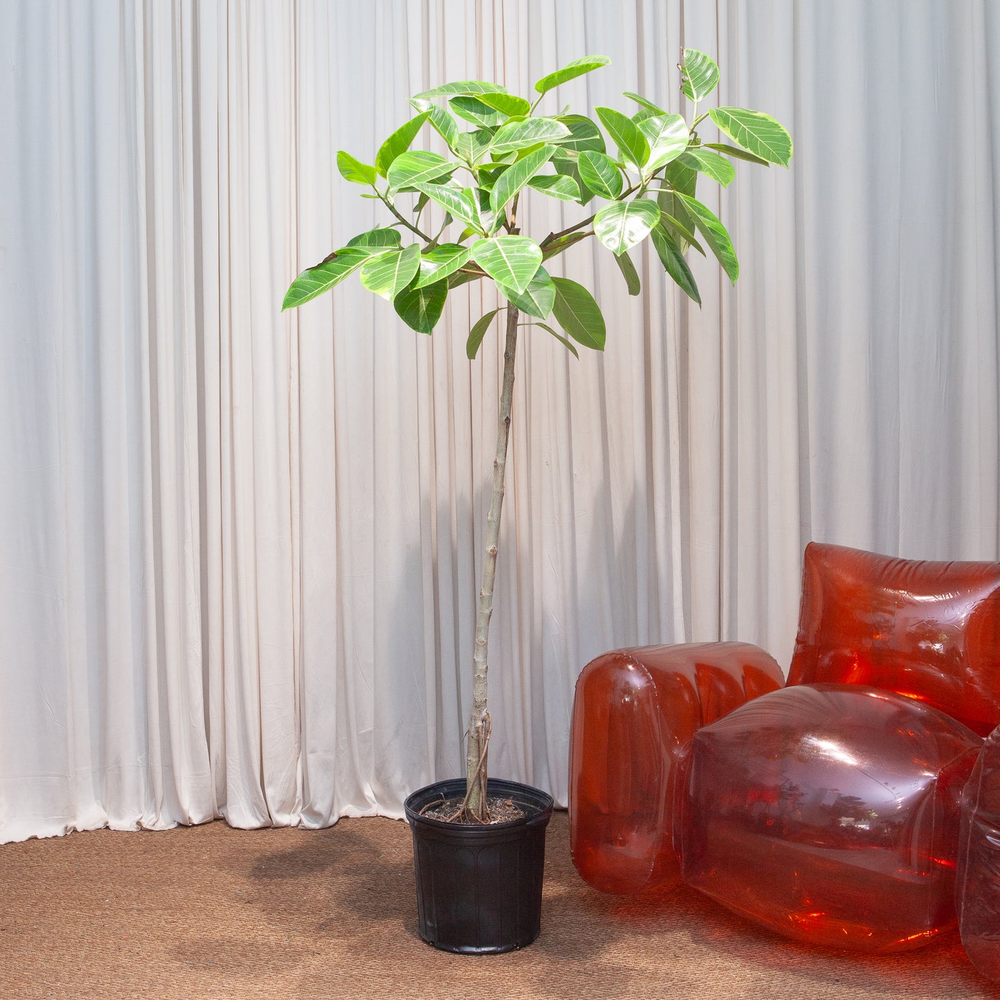 Yellow Gem Fig Tree: Ficus altissima - 12 inch pot - 5-6 foot tall