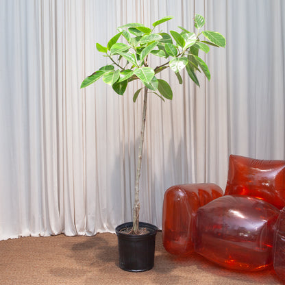 Yellow Gem Fig Tree: Ficus altissima - 12 inch pot - 5-6 foot tall