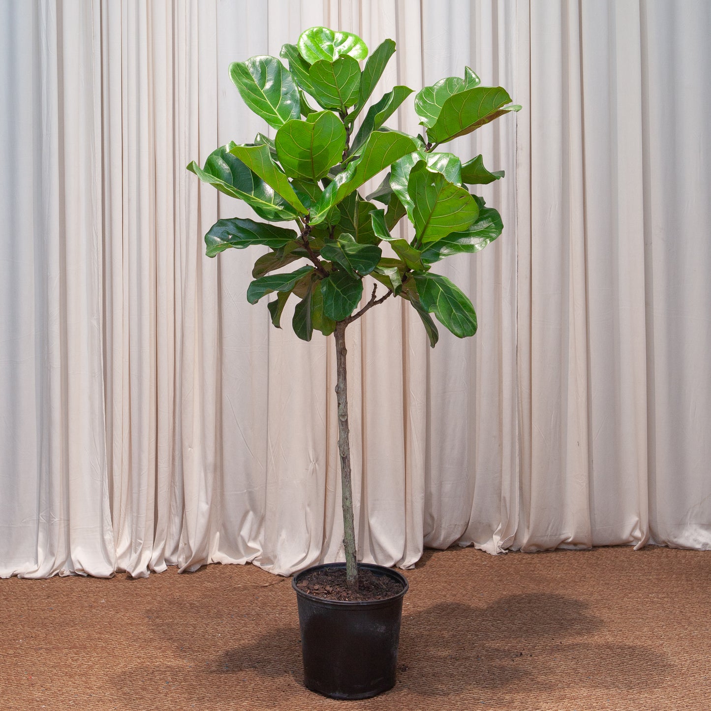 Fiddle Leaf Fig Tree: Ficus lyrata - 10 inch pot - 4-6 foot tall