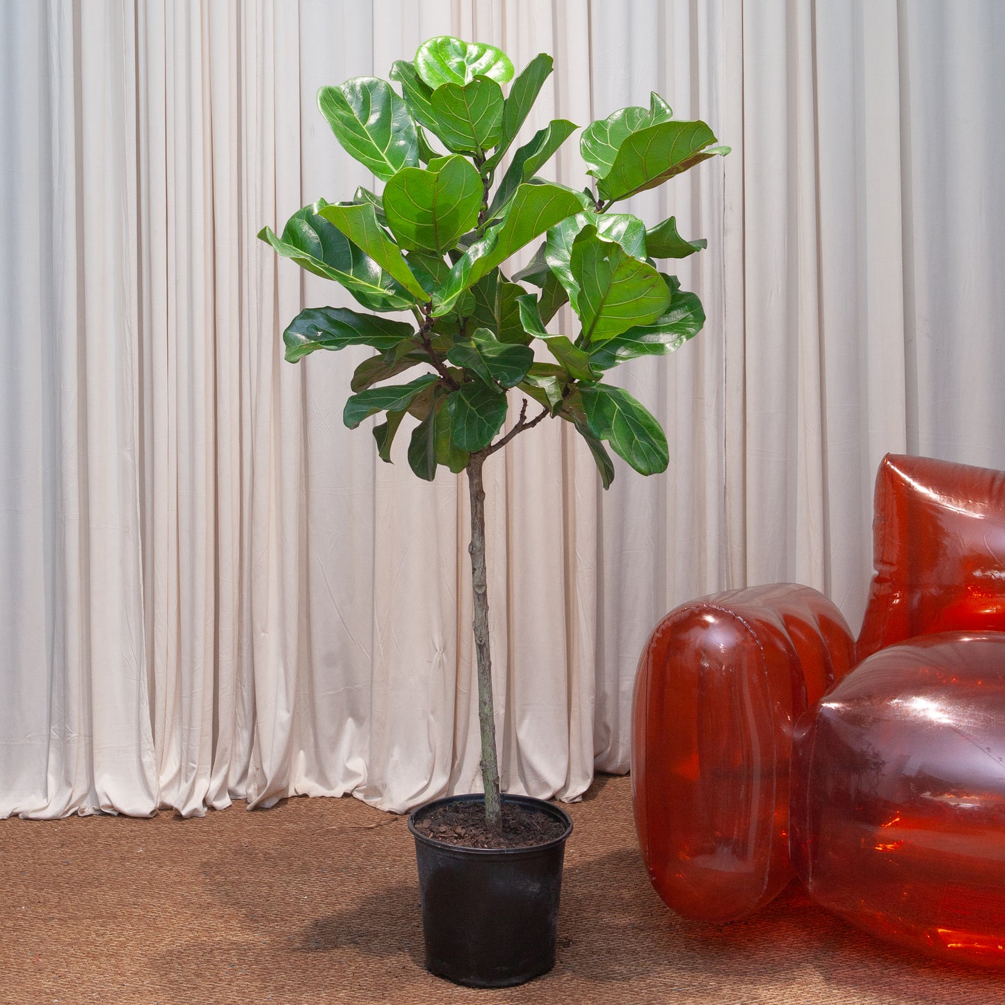 Fiddle Leaf Fig Tree: Ficus lyrata - 10 inch pot - 4-6 foot tall