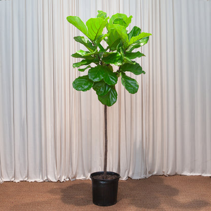 Fiddle Leaf Fig Tree: Ficus lyrata - 12 inch pot - 6-7 foot tall