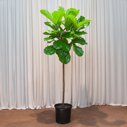 Fiddle Leaf Fig Tree: Ficus lyrata - 12 inch pot - 6 foot tall