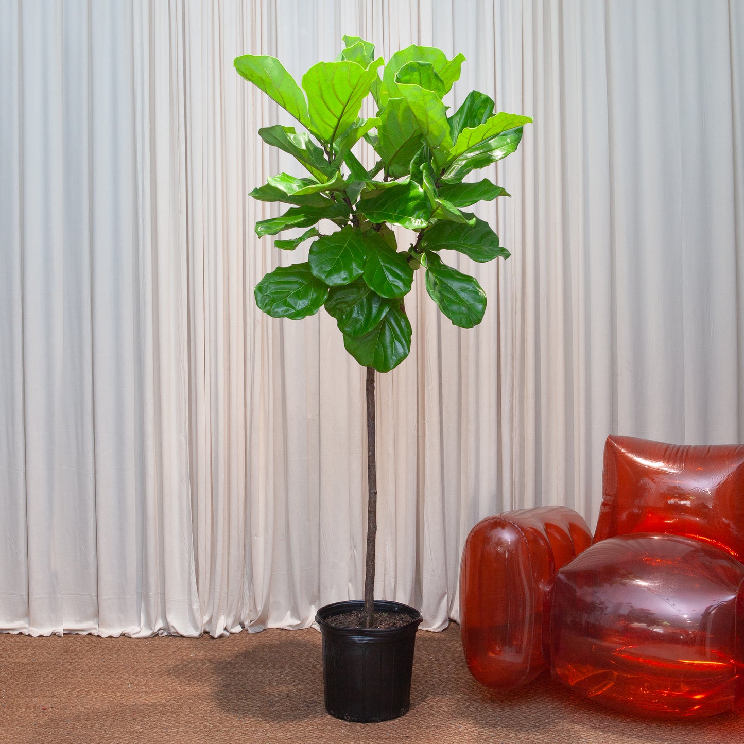 Fiddle Leaf Fig Tree: Ficus lyrata - 12 inch pot - 6 foot tall