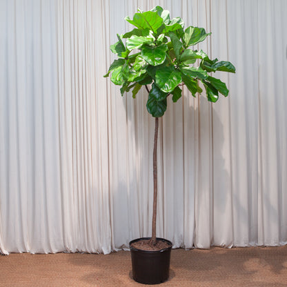 Fiddle Leaf Fig Tree: Ficus lyrata - 14 inch pot - 6-9 foot tall