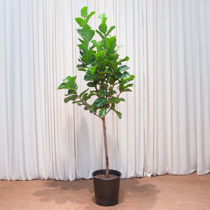 Small Leaf Fiddle Leaf Fig: Ficus lyrata 'Bambino' - 12 inch pot - 5-6 foot tall