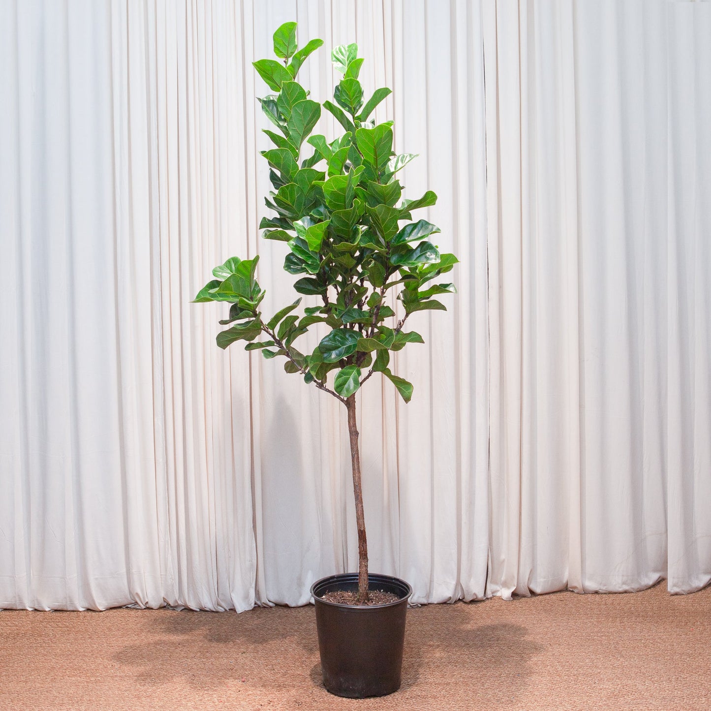 Bambino Fiddle Leaf Fig Tree: Ficus lyrata - 14 inch pot - 6-7 foot tall