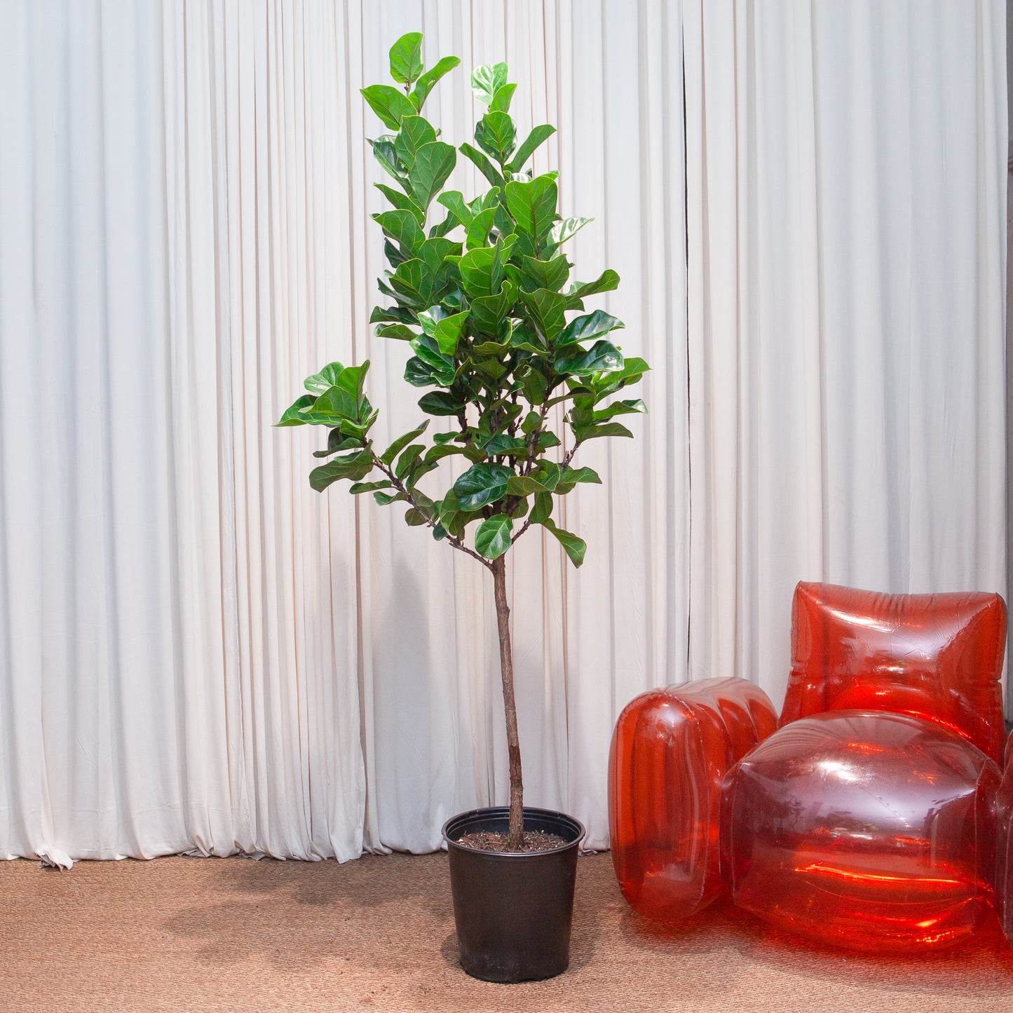 Small Leaf Fiddle Leaf Fig: Ficus lyrata 'Bambino' - 12 inch pot - 5-6 foot tall