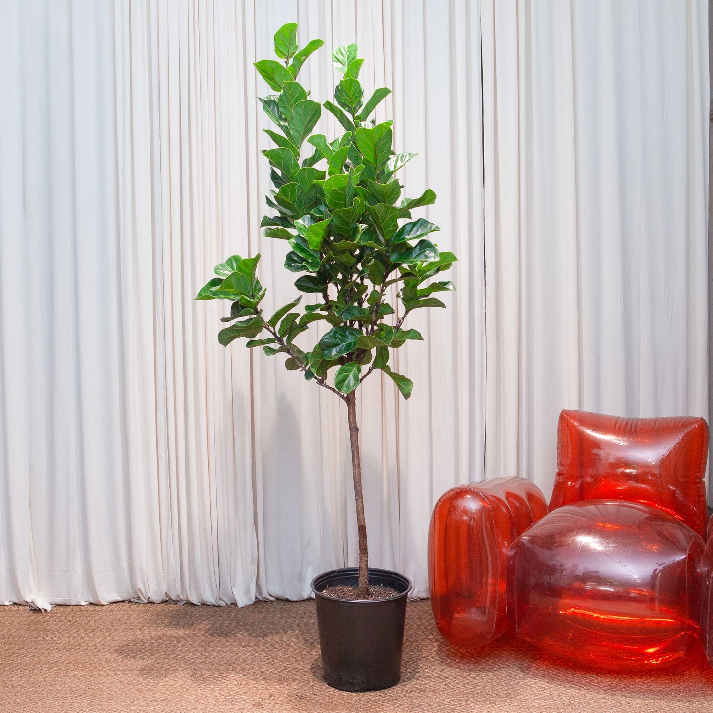 Bambino Fiddle Leaf Fig Tree: Ficus lyrata - 14 inch pot - 6-7 foot tall