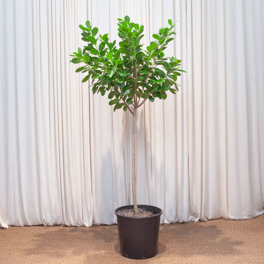 Ficus Moclame: Ficus microcarpa - 14 inch pot - 5.5-6 foot tall