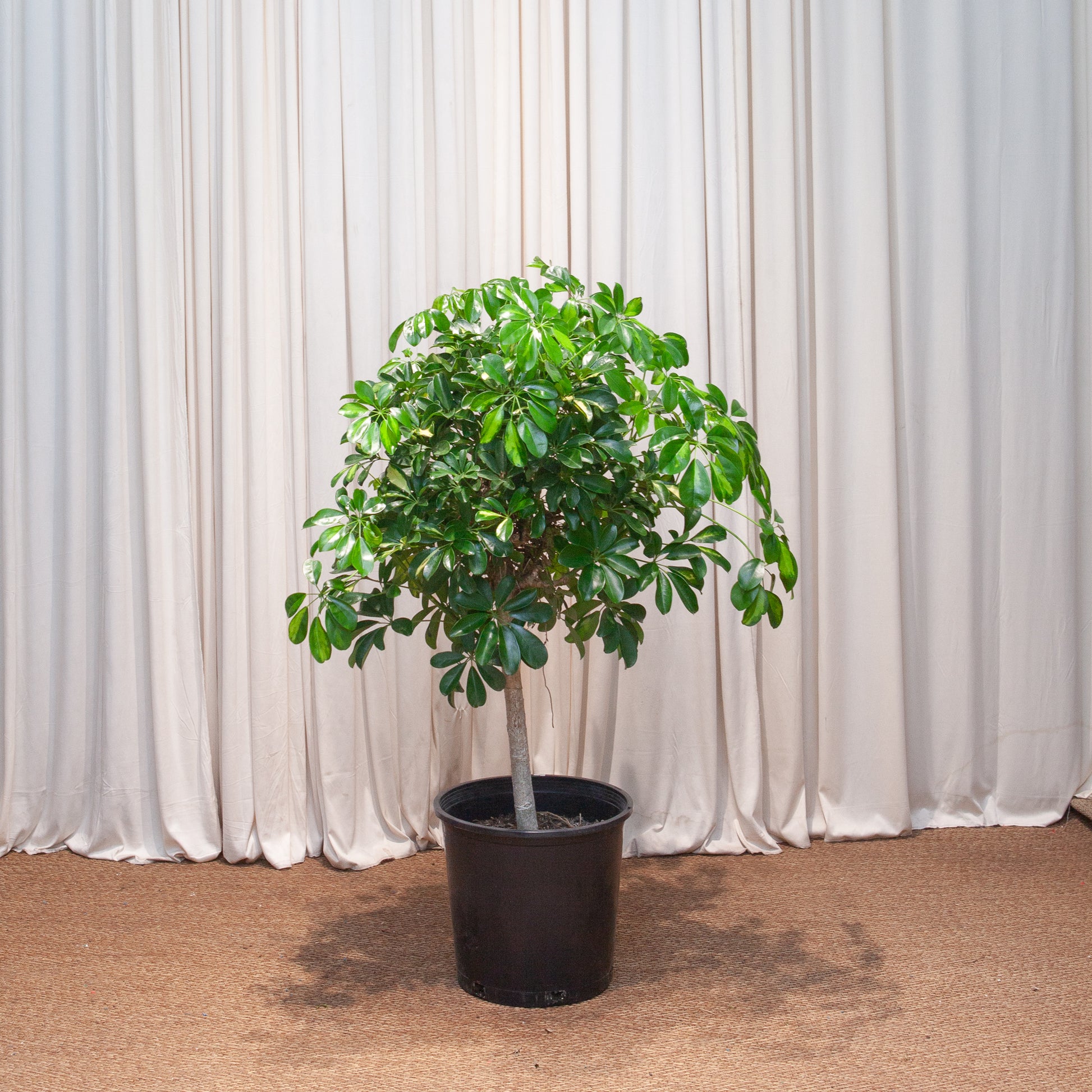 umbrella indoor plant Variegated Dwarf Umbrella Tree: Schefflera - 14" Pot