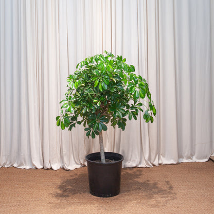 Variegated Dwarf Umbrella Tree: Schefflera arboricola 'Capella' - 14 inch pot - 4-6 foot tall