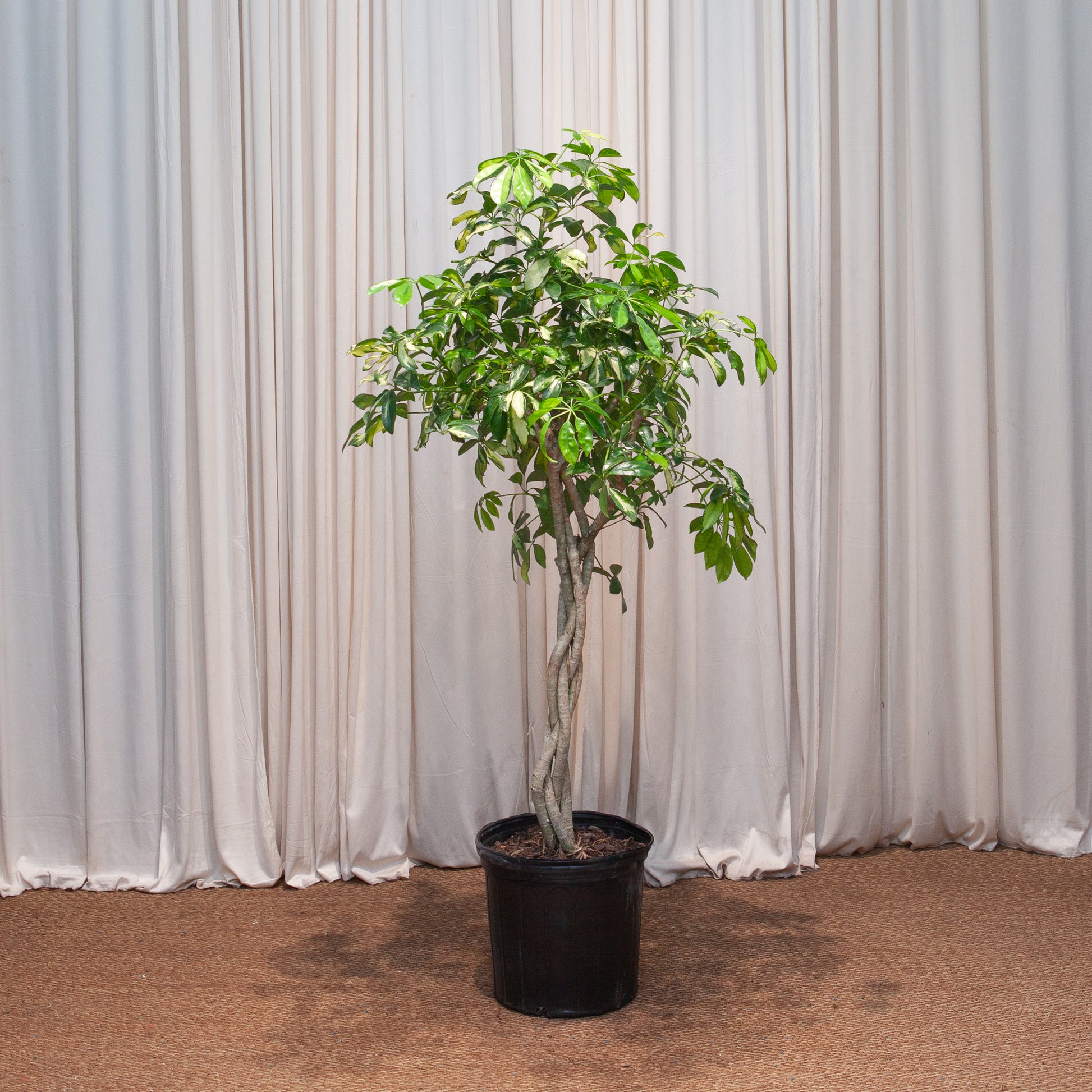 schefflera arboricola braid Braided Yellow Umbrella Tree - 12" Pot