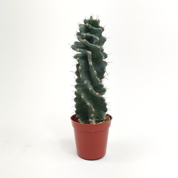 twisted succulent plant Twisted Cactus: Cereus Spiralis - 5" Pot