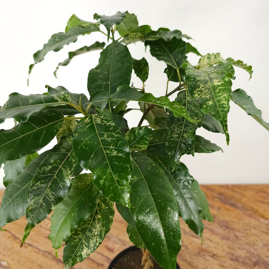 Clown Fig: Ficus aspera 'variegata' - 6 inch pot
