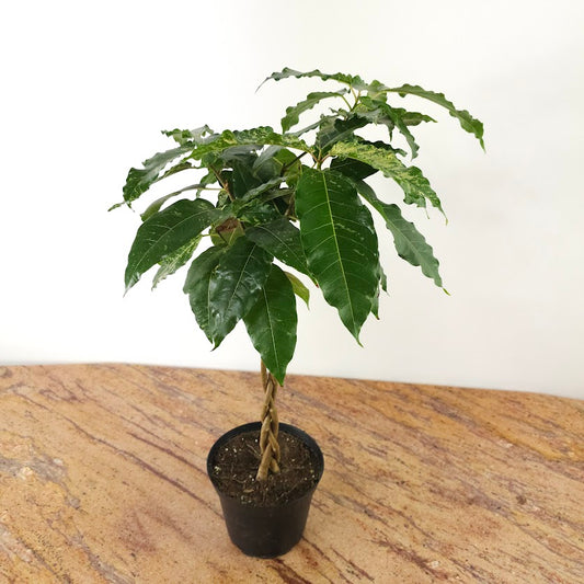 Twisted Trunk Clown Fig: Ficus aspera 'variegata' - 6 inch pot — plant in pot — indoor plant for sale by Promise Supply for delivery and pickup in Toronto.