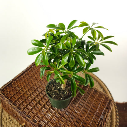 Umbrella Tree Bonsai: Schefflera arboricola - 4 inch pot