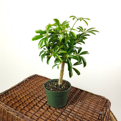 Umbrella Tree Bonsai: Schefflera arboricola - 4 inch pot