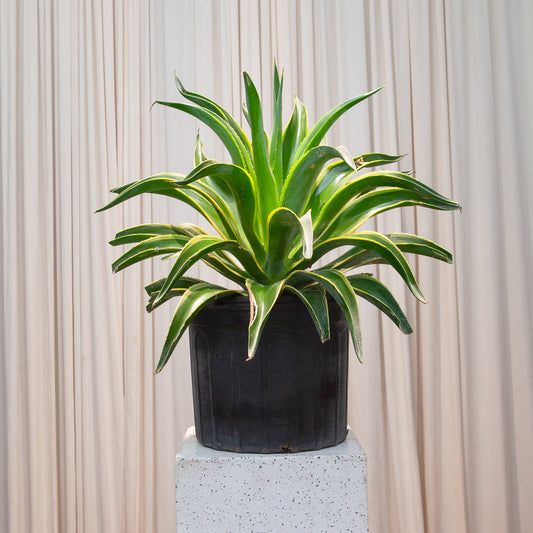 Variegated Century Plant: Agave americana - 14 inch pot - 3 foot tall