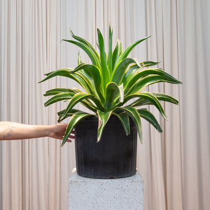 century plant indoors Variegated Century Plant: Agave - 14" Pot