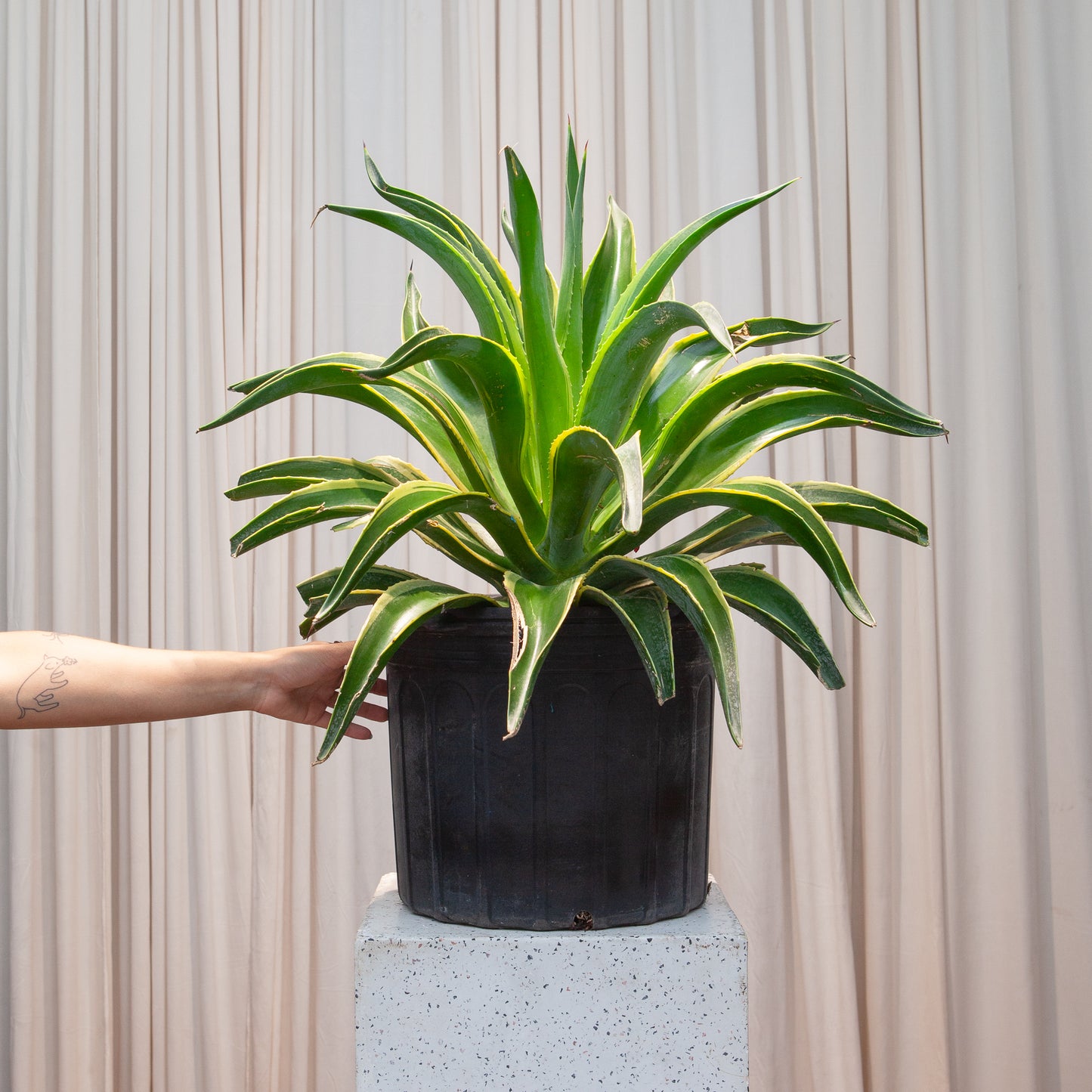 Variegated Century Plant: Agave americana - 14 inch pot - 3 foot tall