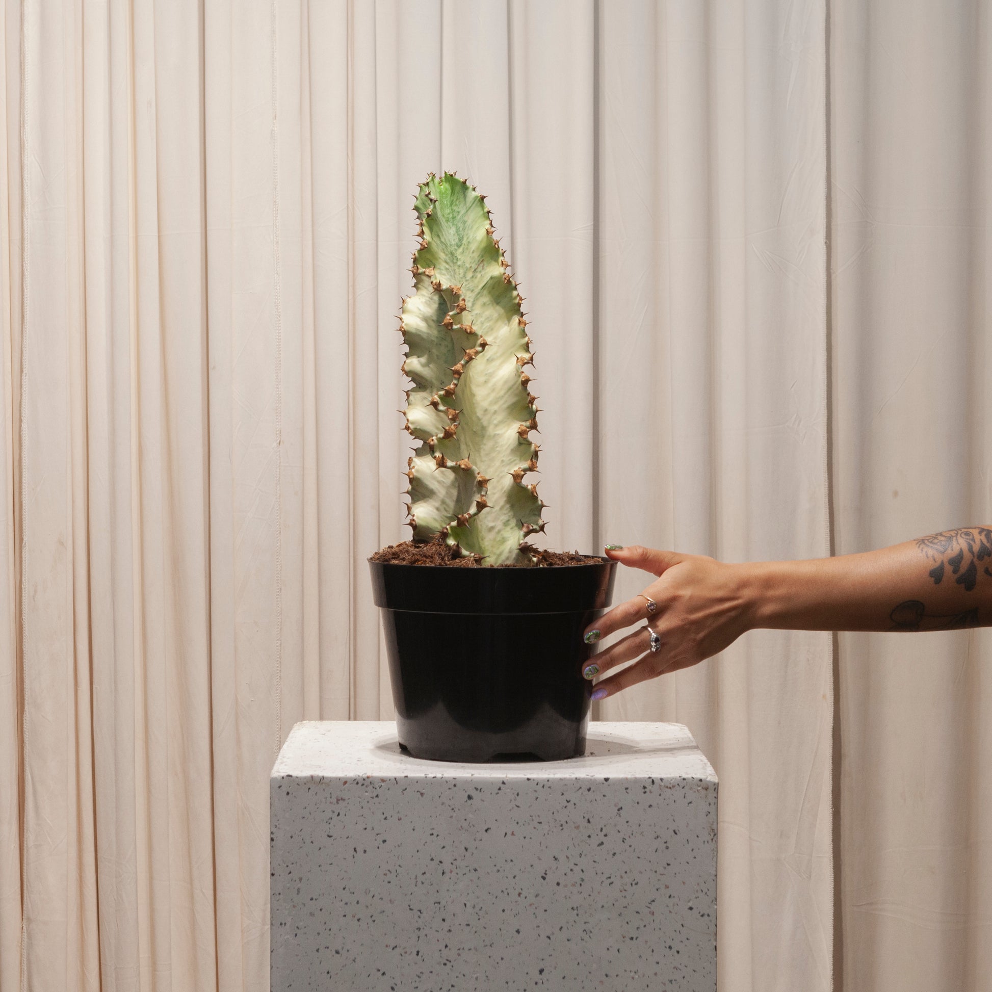 candelabra succulent Candelabra Euphorbia Ammak - 8" Pot