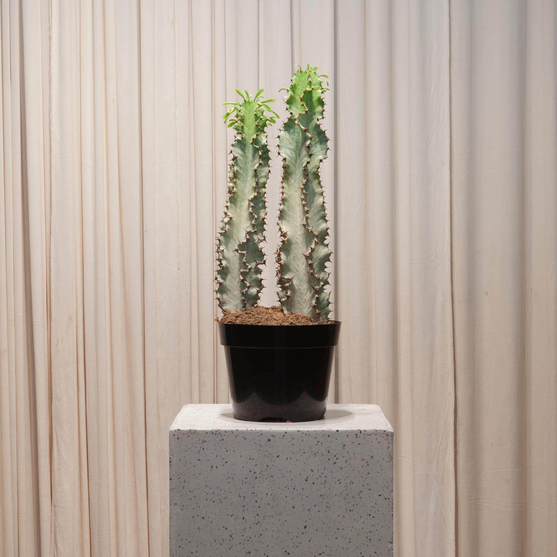 candelabra succulent Candelabra Euphorbia Ammak - 8" Pot