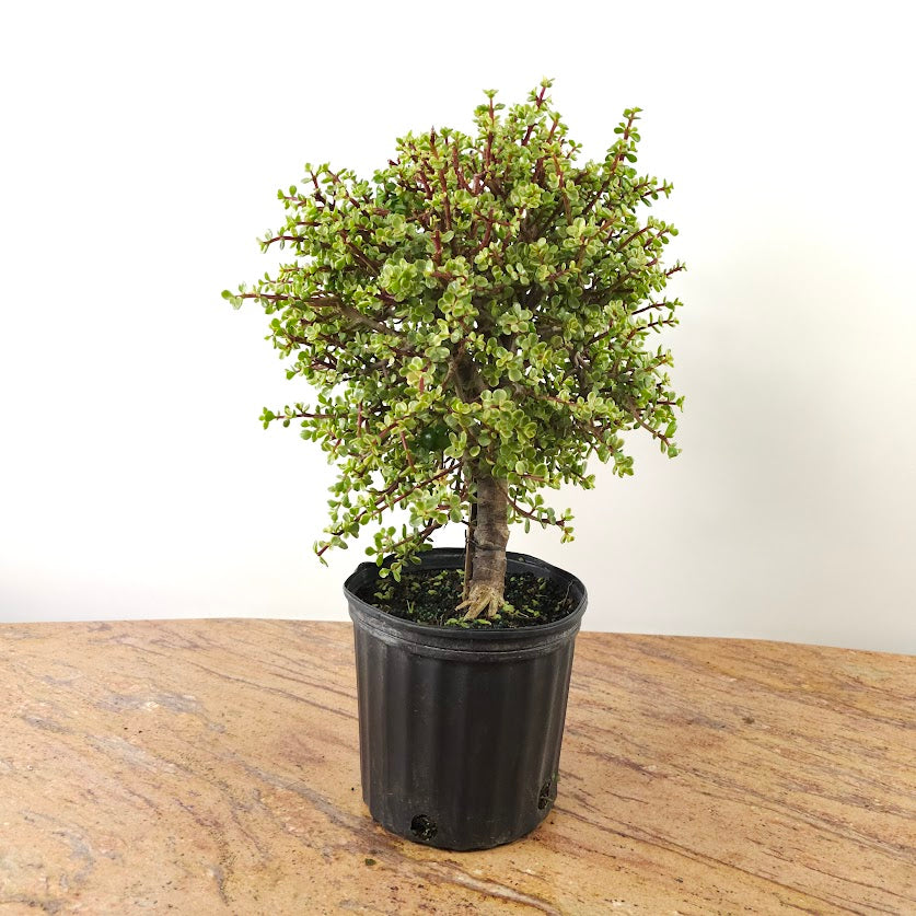 Variegated Elephant Bush Jade: Portulacaria afra - 10 inch pot - 2.5 foot tall