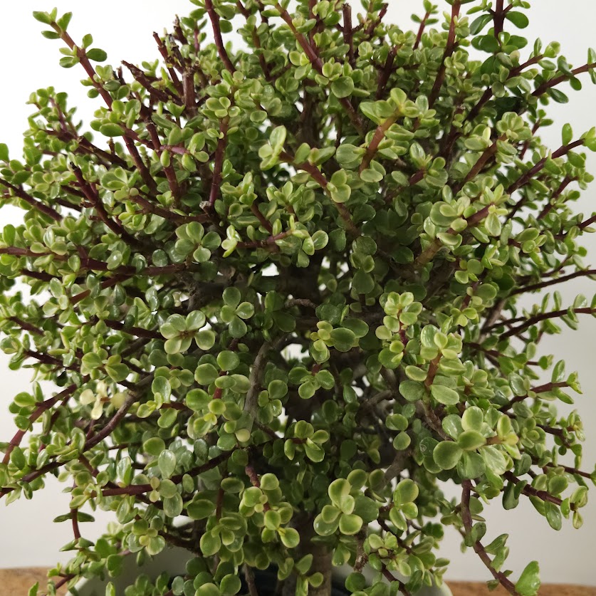 Variegated Elephant Bush Jade: Portulacaria afra - 10 inch pot - 2.5 foot tall