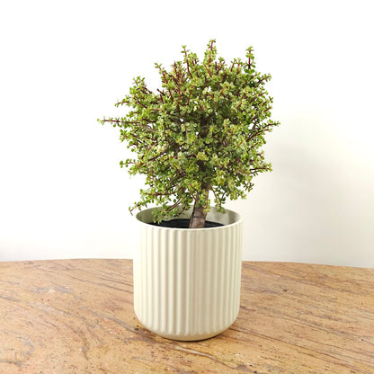 Variegated Elephant Bush Jade: Portulacaria afra - 10 inch pot - 2.5 foot tall