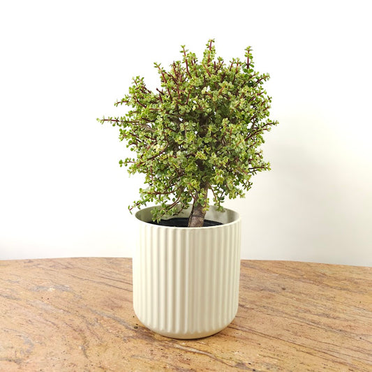 Variegated Elephant Bush Jade: Portulacaria afra - 10 inch pot - 2.5 foot tall