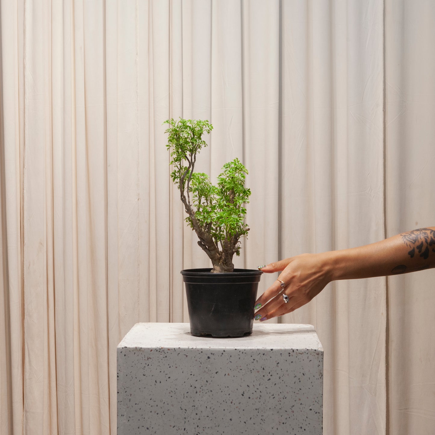 Variegated Parsley Aralia Bonsai: Polyscias fruticosa 'Elegans' - 6 inch pot