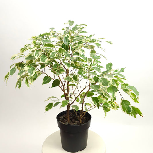 Variegated Weeping Fig: Ficus benjamina - 7 inch pot