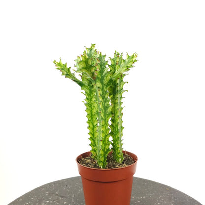 Variegated African Milk Tree Cactus: Euphorbia trigona - 5 inch pot